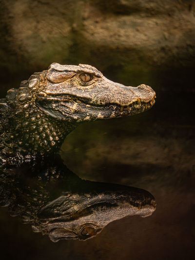 Close-up of crocodile in the lake