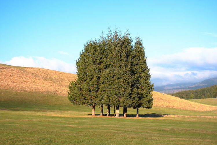 Tree on field against sky