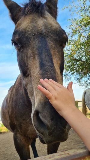 Close-up of hand touching horse