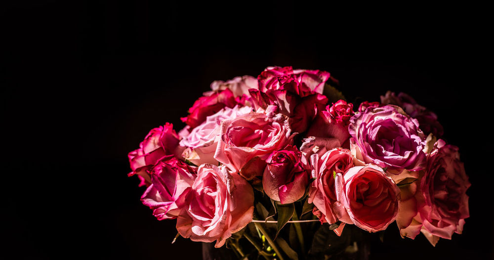 A bouquet of pink roses in sunlight
