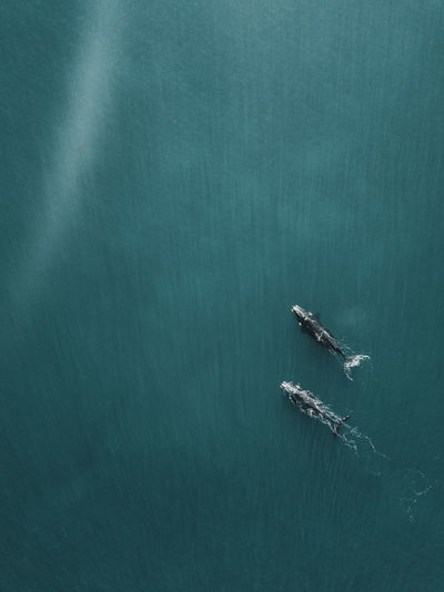 High angle view of fishes in sea