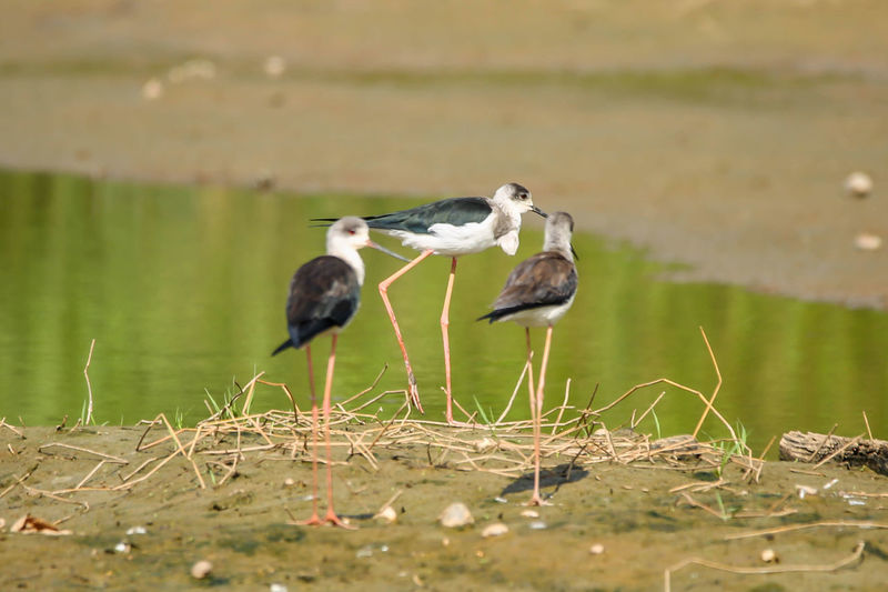 Close-up of bird in lake