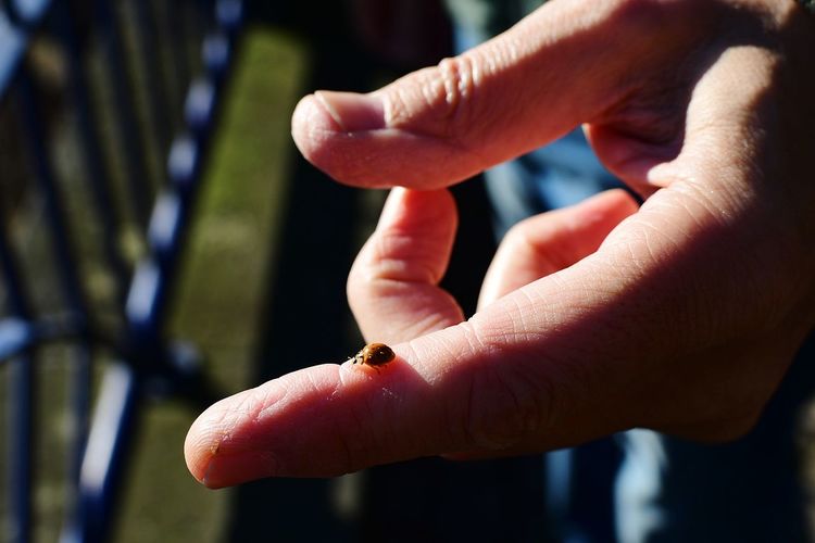 Cropped hand holding ladybug on finger