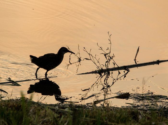Silhouette bird flying over lake during sunset