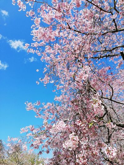 Low angle view of pink flowering tree against blue sky