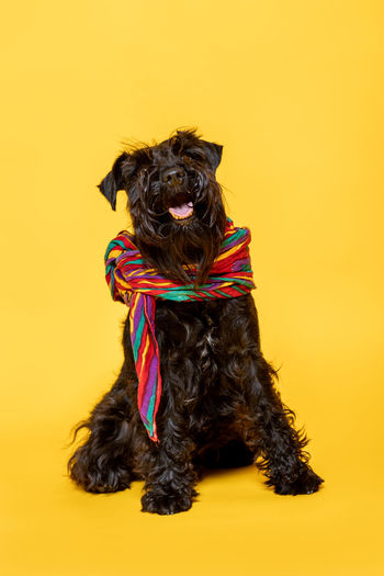 Close-up of black dog against yellow background