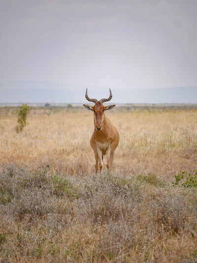 Wildlife in a field nairobi national park kenya 