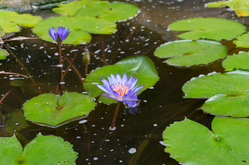 Close-up of purple lotus water lily in lake