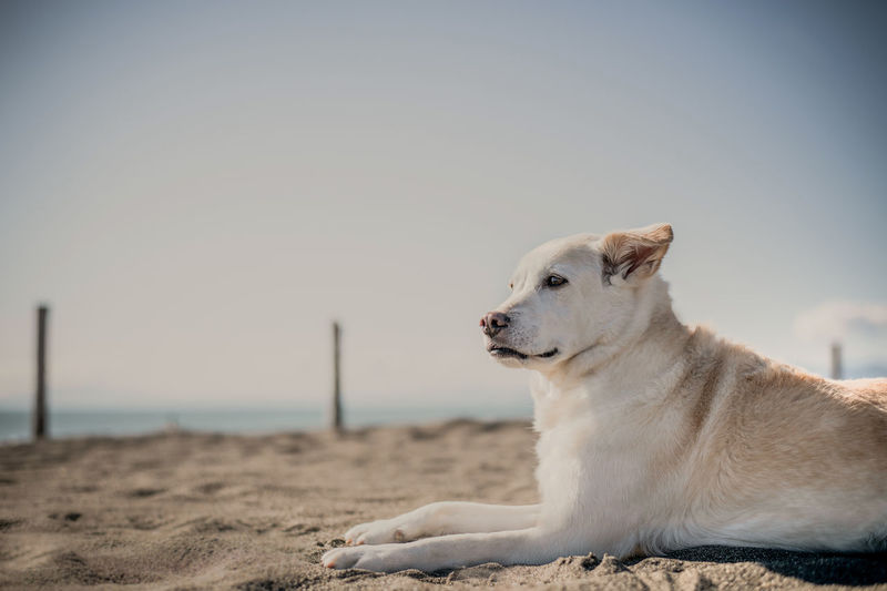 Dog looking away at beach