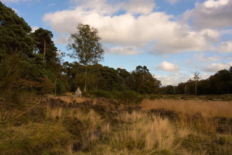 Trees on field against sky