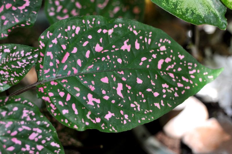 Close-up of pink leaves on plant