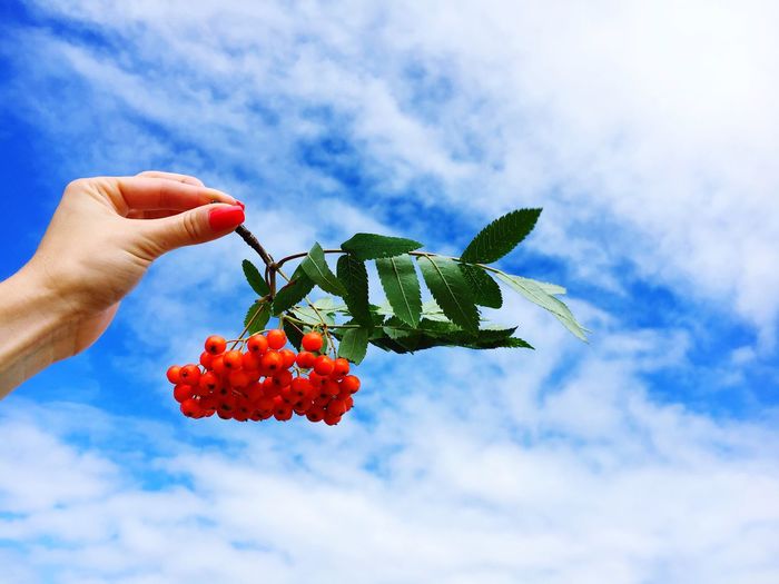 Cropped image of woman holding rowanberries against sky