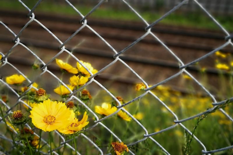 Close-up of yellow flowering plants seen through chainlink fence