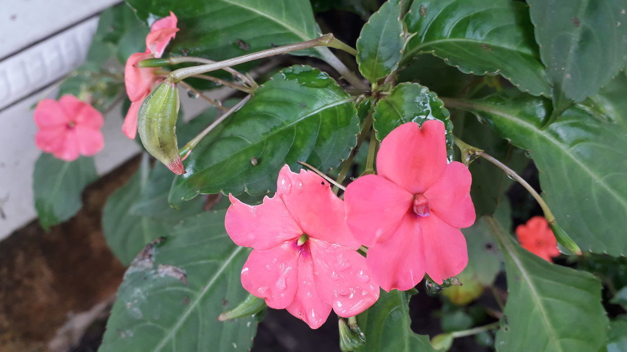 CLOSE-UP OF PINK FLOWERING PLANT WITH WATER DROPS ON LEAVES