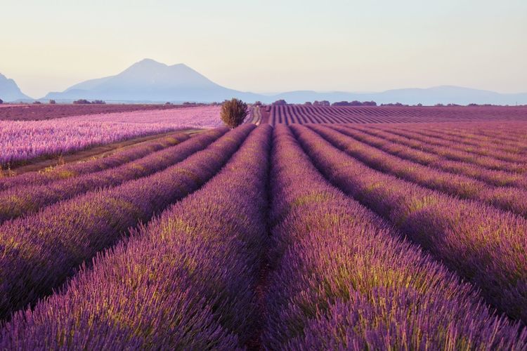 Full frame shot of lavender on field against sky