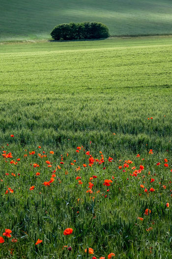 Scenic view of poppy field