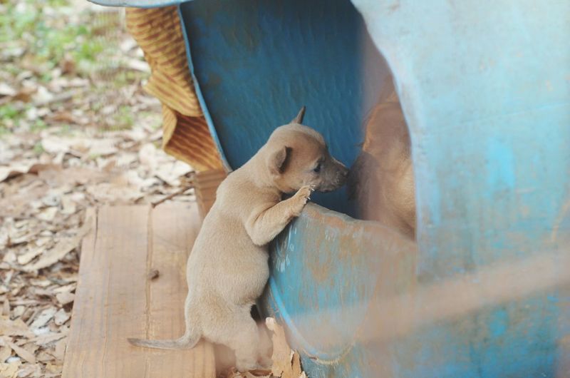 Close-up of puppy climbing into obsolete plastic drum on field