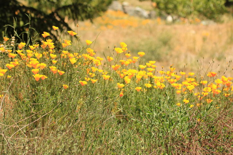 Close-up of yellow california poppy flowering plants on field