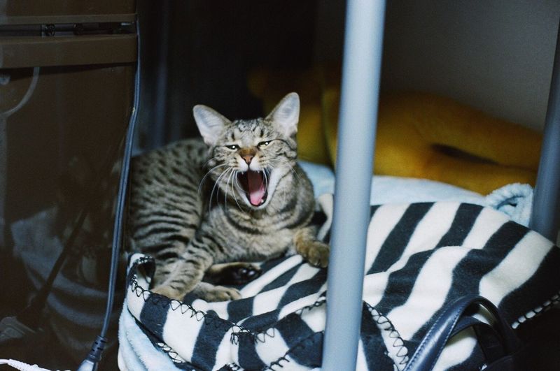 Portrait of cat yawning at home