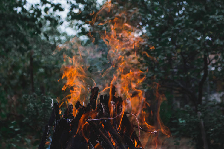 Close-up of fire in forest