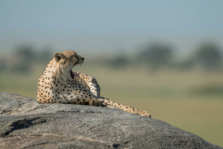 Cheetah relaxing on rock
