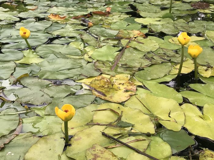 Yellow lotus water lily in lake