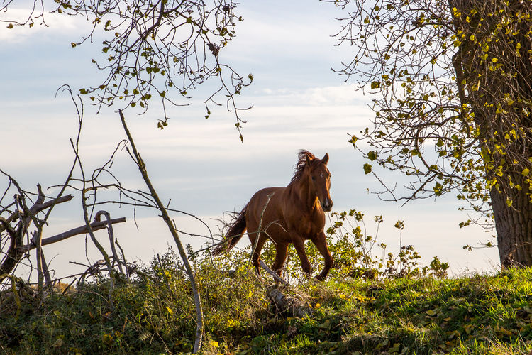 View of a horse on field