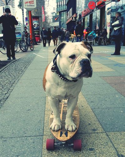 American bulldog standing on skateboard in city