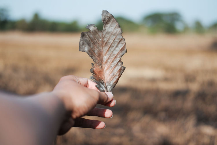 Close-up of hand holding dry leaves