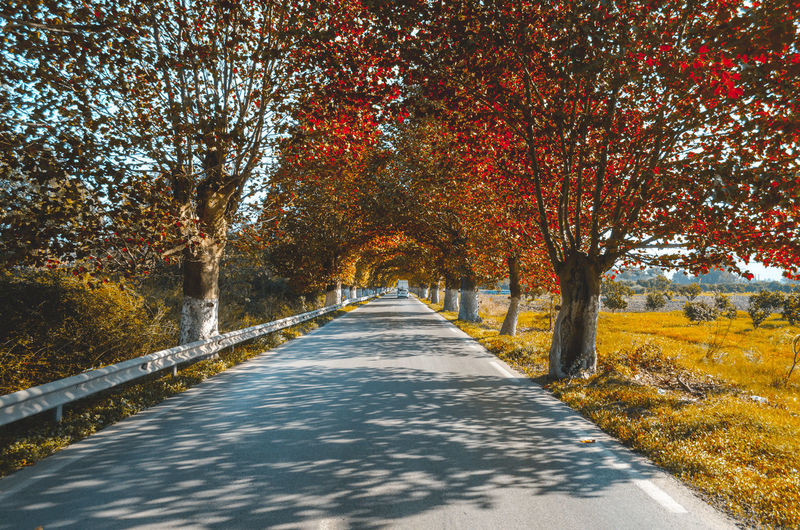 Road amidst trees during autumn