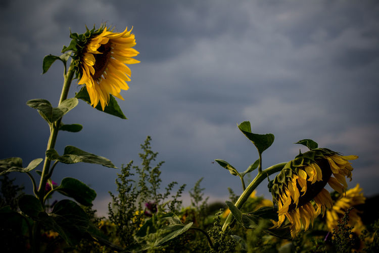Close-up of yellow sunflower plant against cloudy sky