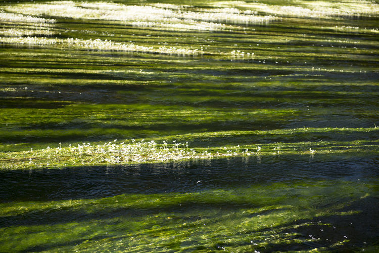 Full frame shot of green water