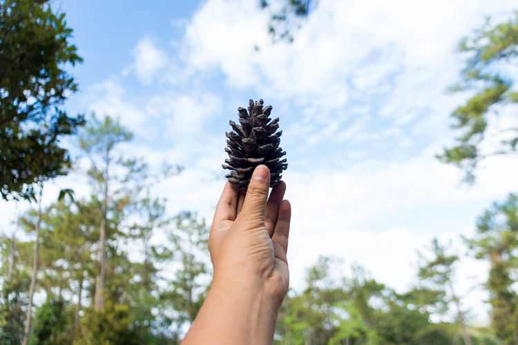 Cropped hand holding pine cone against sky