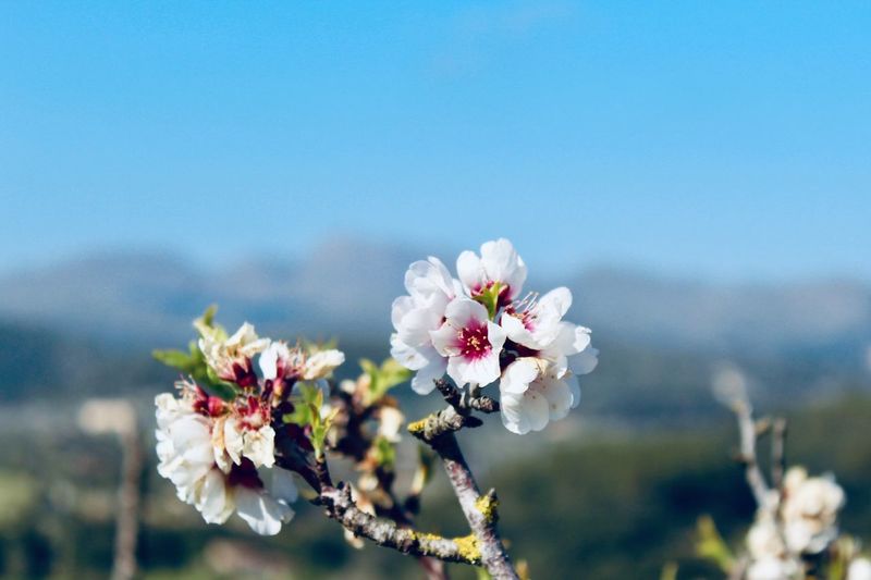 Close-up of white almond blossoms against sky