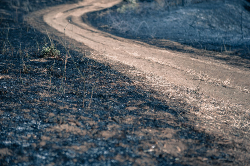 High angle view of dirt road amidst ash at forest