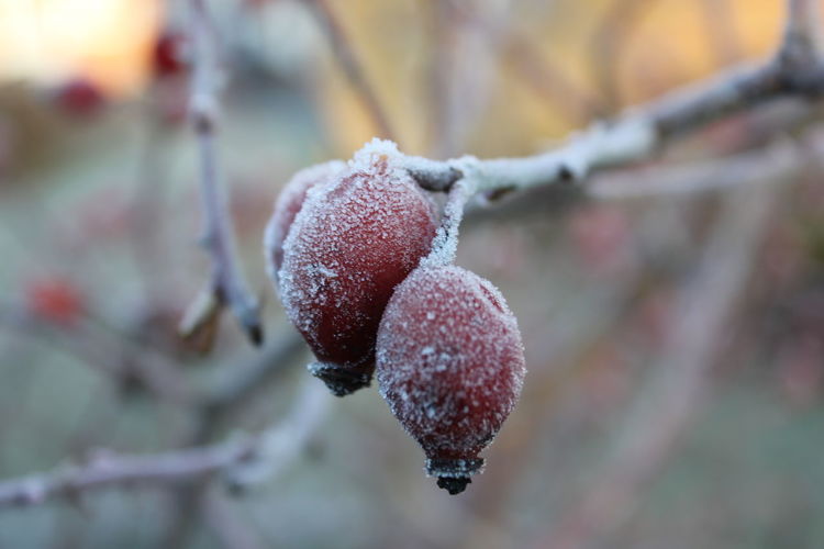 Close-up of frozen fruit on tree