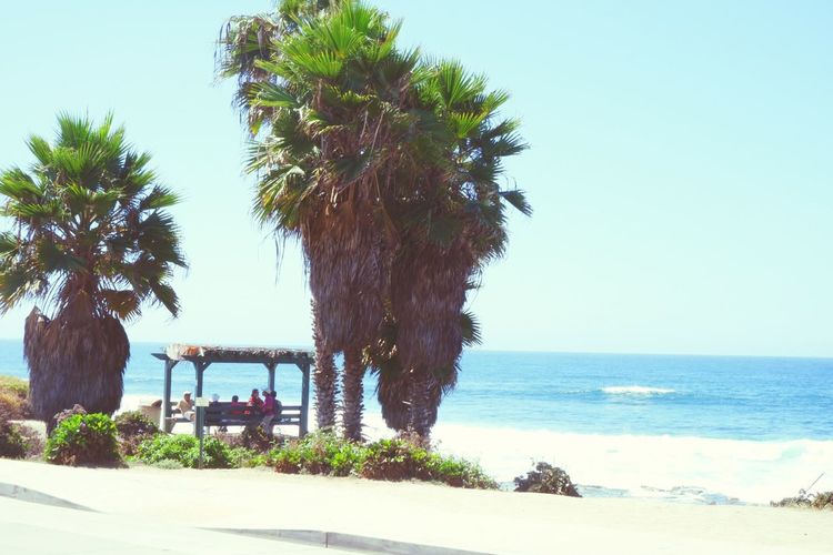 Palm trees on beach against clear sky