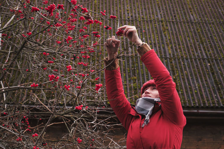 A woman in a red jacket collects red viburnum berries in a basket