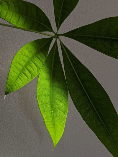 High angle view of plant leaves