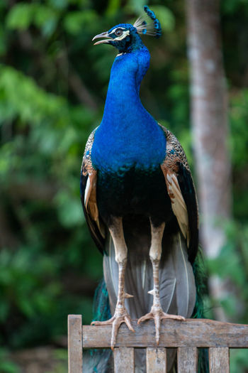Close-up of peacock perching on wooden post
