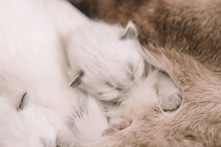 White siamese kitten nursing - 2 weeks