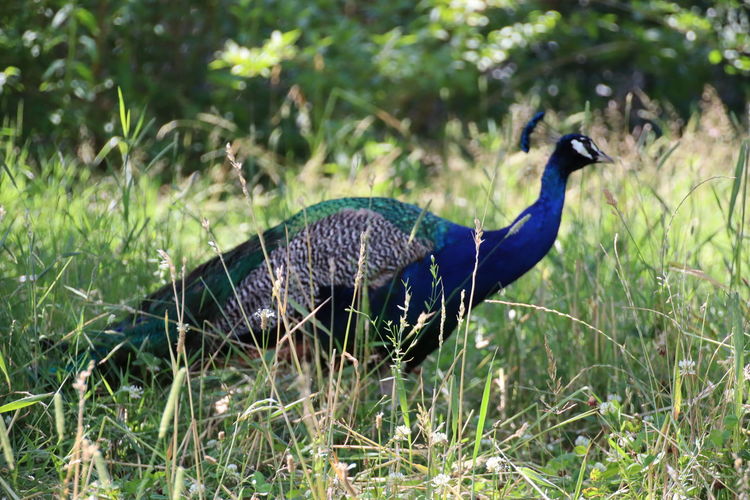 Side view of a peacock on grass