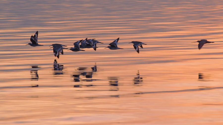 Birds flying over lake during sunset