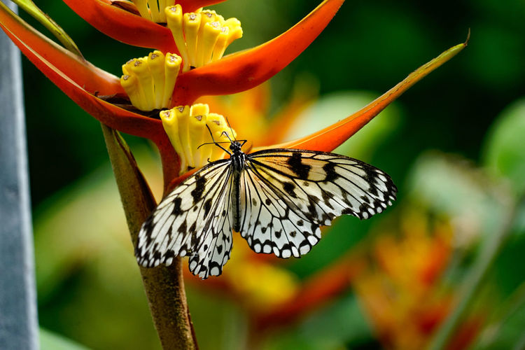 Close-up of butterfly on yellow flower