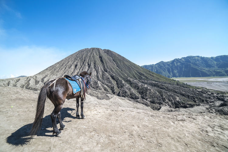 Horse standing on mountain