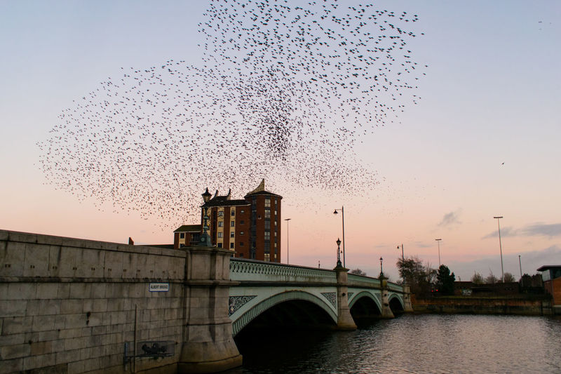 Birds flying over river against sky during sunset