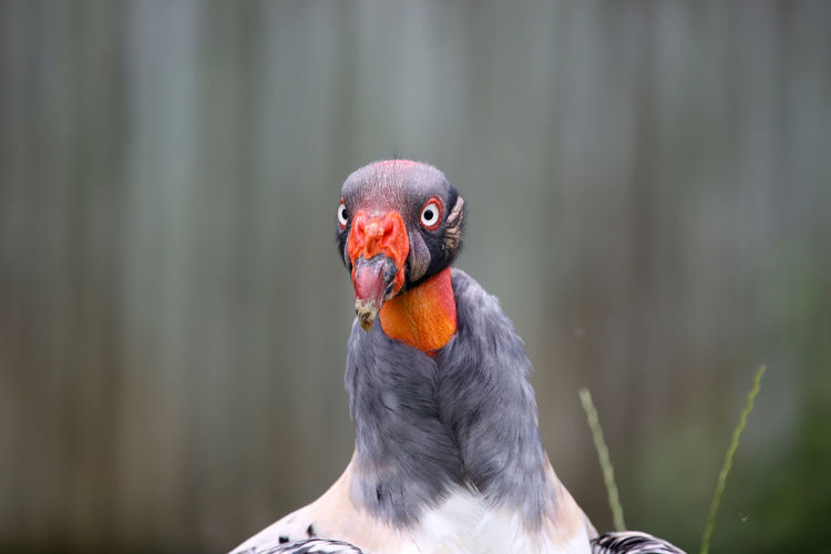 Close-up of king vulture