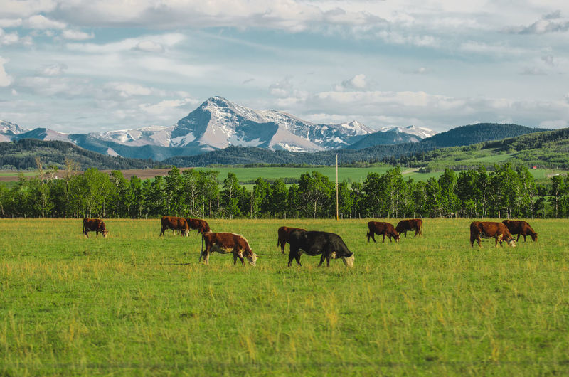 Cows in a pasture in alberta, canada