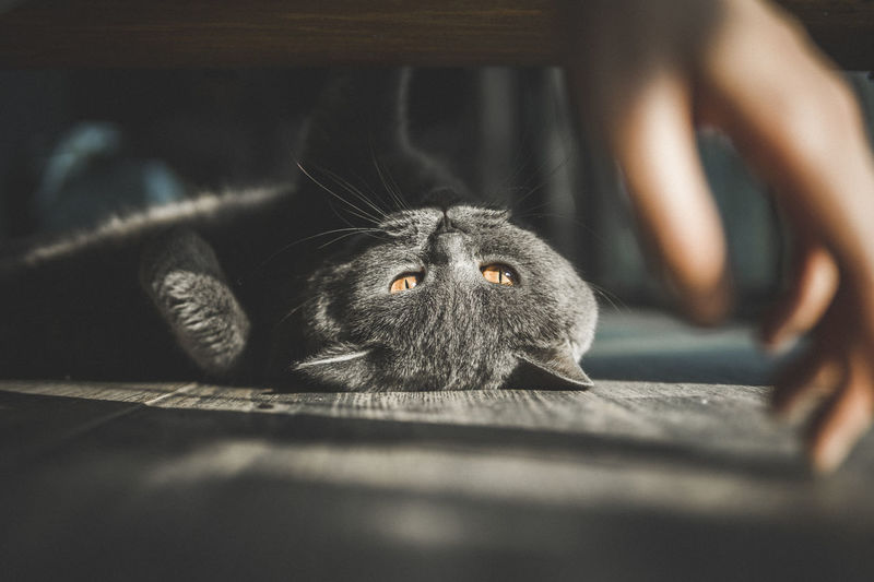 Close-up portrait of cat relaxing on floor