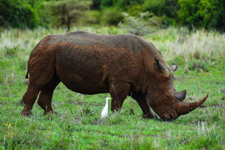 Close-up of rhino on field